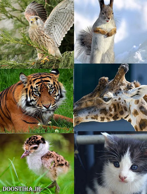 دانلود والپیپر حیوانات زیبا World of Beautiful Animals Wallpapers