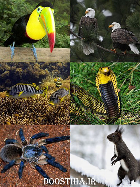 عکس حیوانات برای دسکتاپ World of Beautiful Animals Wallpapers