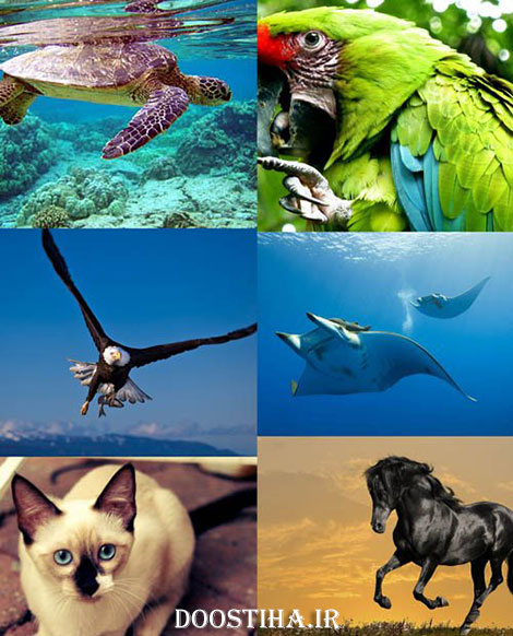 عکس های والپیپر از زیباترین حیوانات جهان