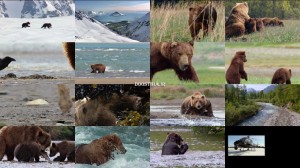 دانلود مستند خرس ها Bears 2014