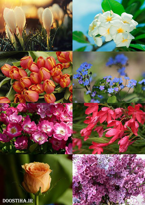 عکس های والپیپر گل های زیبا Beautiful Flowers Wallpapers