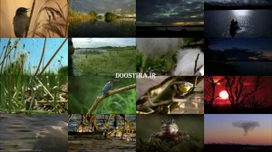 مستند حیات وحش رودخانه ایرلند Ireland&rsquo;s Wild River