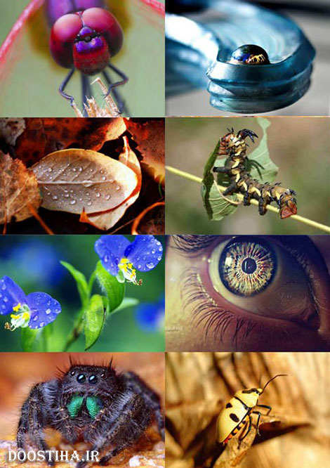 دانلود عکس های ماکرو Macro Wallpapers