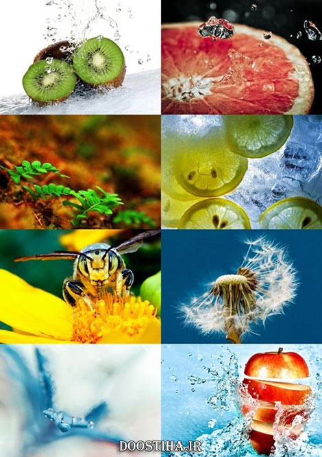 عکس های ماکرو Macro Wallpapers