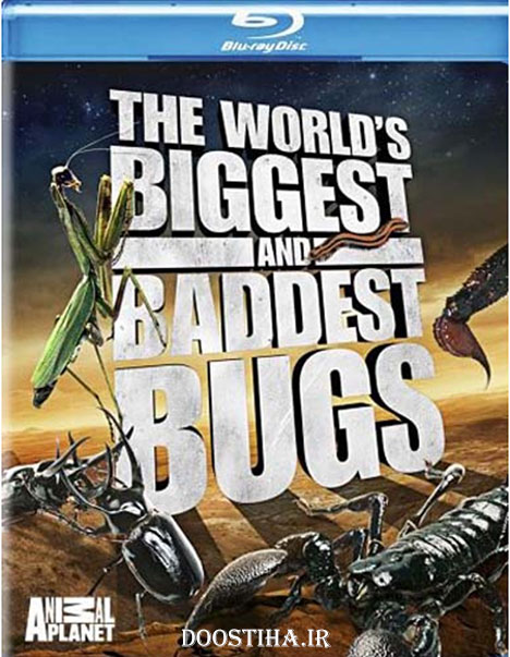 دانلود مستند دیدنی World's Biggest and Baddest Bugs 2009 مستند بزرگترین و بدترین حشرات جهان World Biggest and Baddest Bug