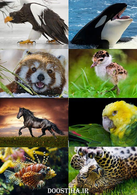 دانلود عکس های زیبا از حیوانات برای دسکتاپ