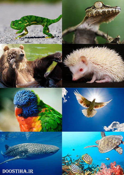 دانلود والپیپر با کیفیت از حیوانات World of Beautiful Animals Wallpaper