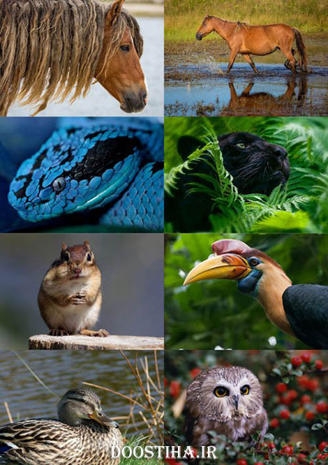 دانلود والپیپر حیوانات برای دسکتاپ World of Beautiful Animals Wallpapers