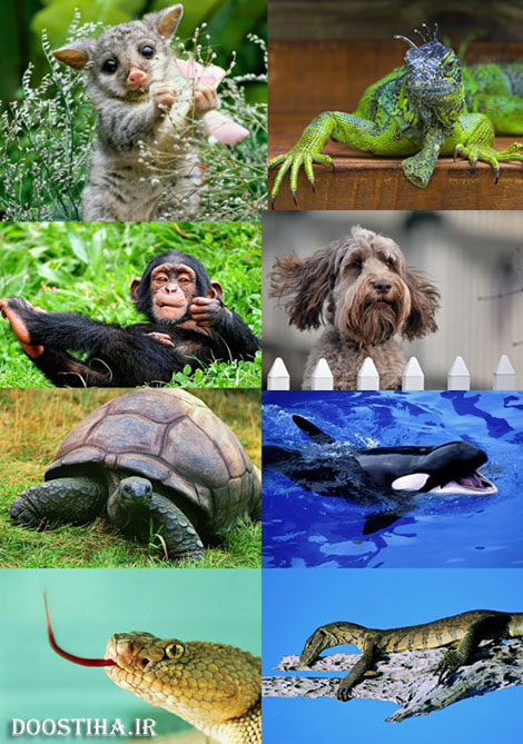 دانلود والپیپر حیوانات World of Beautiful Animals Wallpapers