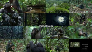 دانلود دوبله فارسی مستند شامبانزه Chimpanzee 2012