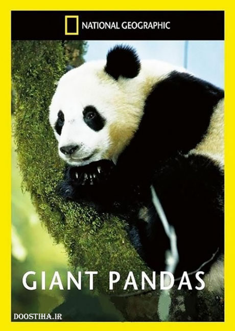 دانلود مستند پانداهای غول پیکر Giant Pandas 2013 National Geographic - Giant Pandas 2013