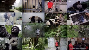 National Geographic - Giant Pandas