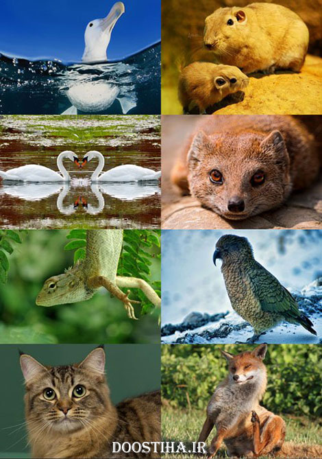 دانلود سری سیزدهم مجموعه والپیپر از حیوانات Animals Wallpapers World of Beautiful Animals Wallpapers