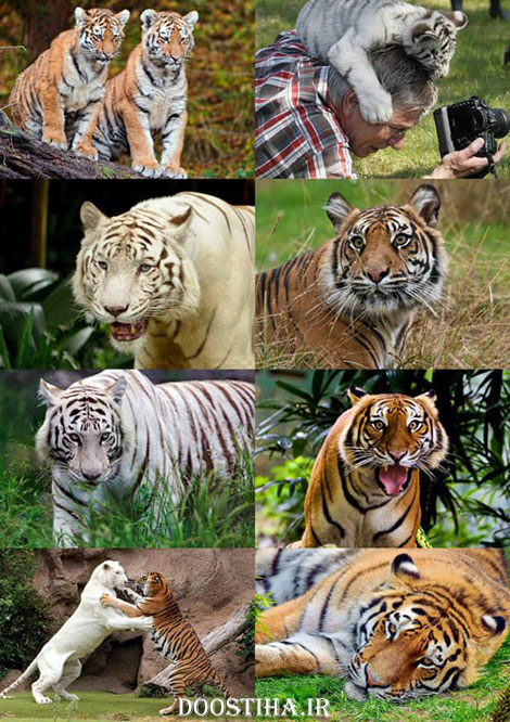 دانلود سری شانزدهم مجموعه والپیپر از حیوانات Animals Wallpapers دانلود عکس های والپیپر از ببر و پلنگ و شیر