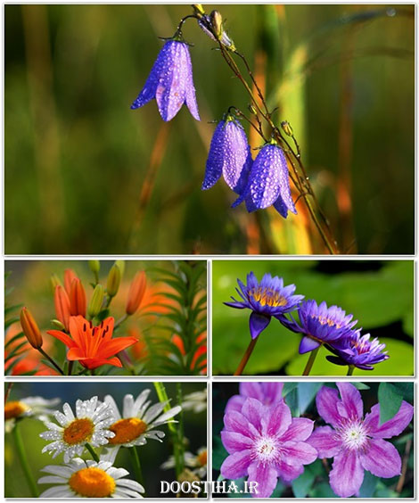 دانلود والپیپر گل و کاعذ دیواری از گیاهان طبیعی