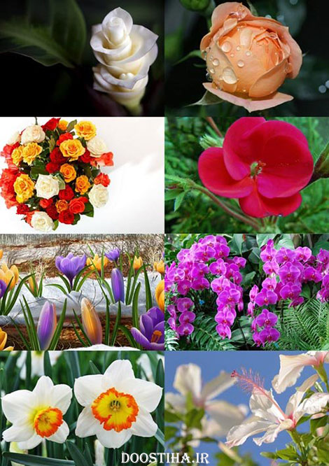 Beautiful Flowers Wallpapers