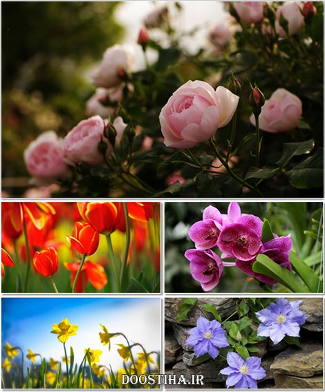  Beautiful Flowers Wallpapers