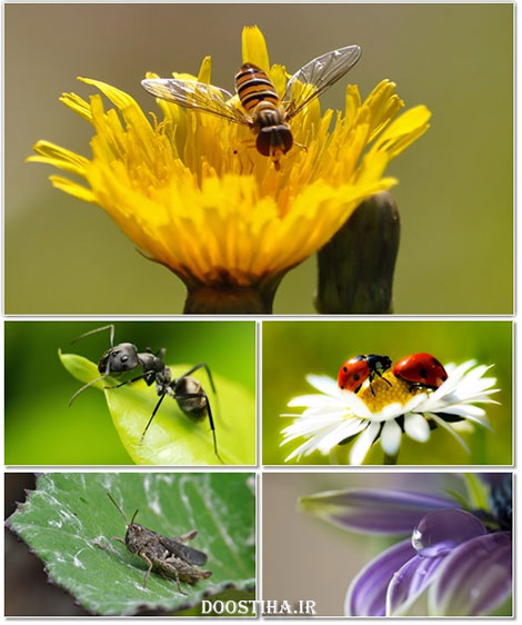 Beautiful Macro Wallpapers