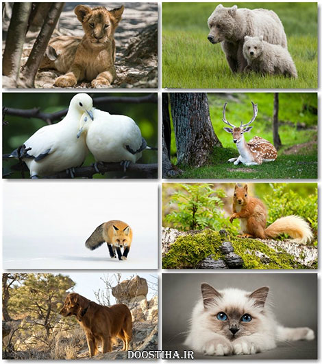 دانلود سری پانزدهم مجموعه والپیپر از حیوانات Animals Wallpapers World of Beautiful Animals Wallpapers