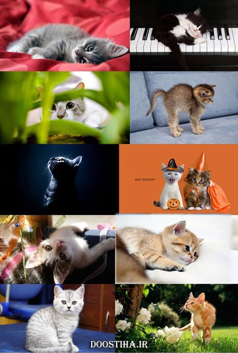 دانلود سری هفدهم مجموعه والپیپر از حیوانات Animals Wallpapers دانلود عکس های والپیپر از گربه و بچه گربه