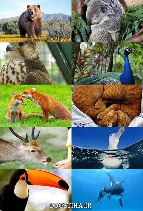 دانلود سری بیستم مجموعه والپیپر از حیوانات Animals Wallpapers Beautiful Animals Wallpapers