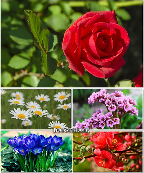 Beautiful Flowers Wallpapers on Desktop