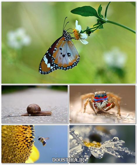 دانلود عکس های ماکرو مخصوص دسکتاپ Beautiful Macro Wallpapers