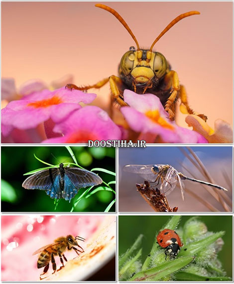 دانلود عکس های ماکرو Macro Wallpapers