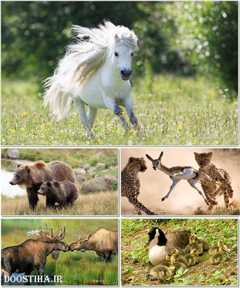 دانلود عکس های والپیپر بسیار زیبا از حیونات