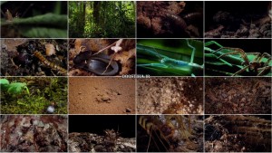 دانلود مستند Micro Monsters with David Attenborough 2013 قسمت اول مستند هیولاهای کوچک