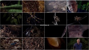 دانلود مستند Micro Monsters with David Attenborough 2013 قسمت دوم مستند هیولاهای کوچک