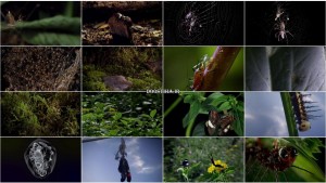 دانلود مستند Micro Monsters with David Attenborough 2013 قسمت چهارم مستند هیولاهای کوچک