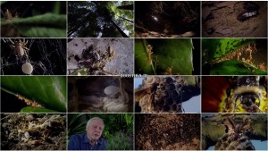 دانلود مستند Micro Monsters with David Attenborough 2013 قسمت پنجم مستند هیولاهای کوچک