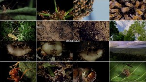 دانلود مستند Micro Monsters with David Attenborough 2013 قسمت ششم مستند هیولاهای کوچک