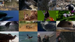 دانلود مستند داستان زندگی BBC: Life Story 2014 BBC Life Story 2014 E01 First Steps