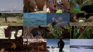 دانلود مستند داستان زندگی BBC: Life Story 2014 BBC Life Story 2014 E02 Growing Up