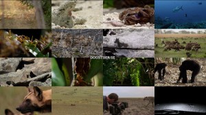 دانلود مستند داستان زندگی BBC: Life Story 2014 BBC Life Story 2014 E03 Home