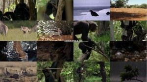 دانلود مستند داستان زندگی BBC: Life Story 2014 BBC Life Story 2014 E04 Power