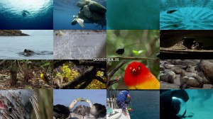 دانلود مستند داستان زندگی BBC: Life Story 2014 BBC Life Story 2014 E05 Courtship