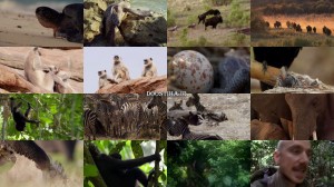 دانلود مستند داستان زندگی BBC: Life Story 2014 BBC Life Story 2014 E06 Parenthood