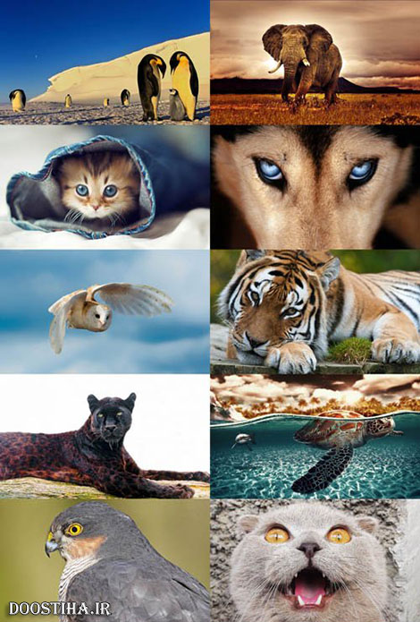 والپیپرهای زیبا از حیوانات Animals Wallpapers