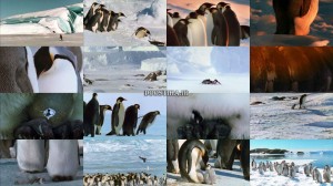 دانلود دوبله فارسی مستند March of the Penguins 2005