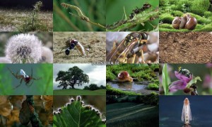 دانلود مستند زندگی حشرات Microcosmos 1996 دانلود مستند Microcosmos 1996