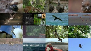 دانلود مستند بهترین پرندگان Nature: Special Best of Birds 2014 دانلود مستند Nature: Special Best of Birds 2014