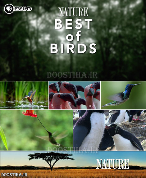 دانلود مستند بهترین پرندگان Nature: Special Best of Birds 2014 PBS - Nature: Special Best of Birds 2014