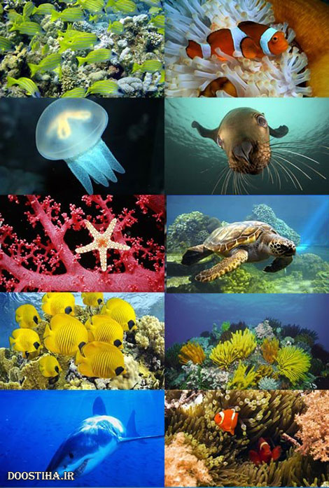 Underwater World Wallpapers