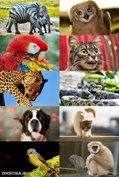 دانلود عکس و والپیپر فول اچ دی از حیوانات World of Beautiful Animals Wallpapers