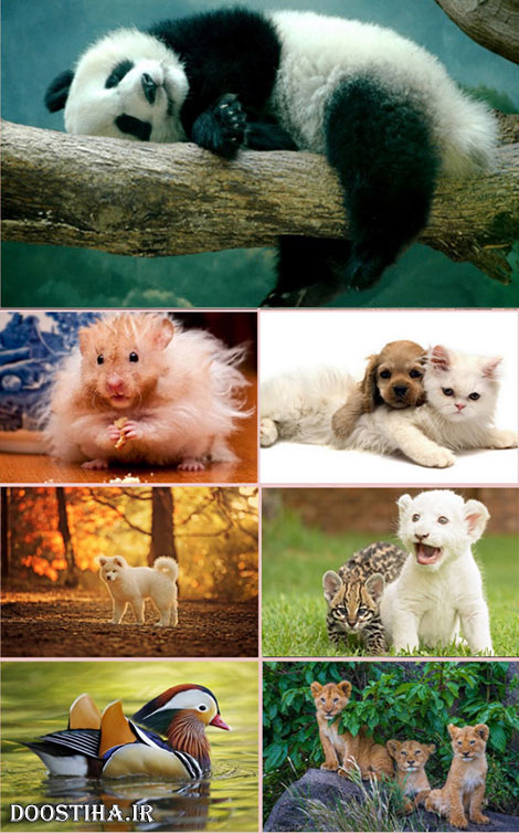 والپیپرهای زیبا از حیوانات Animals Wallpapers