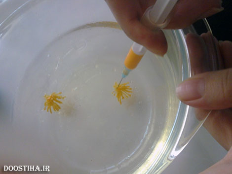 طرز تهیه دسر ژله تزریقی