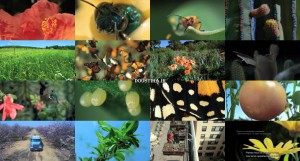 دانلود دوبله فارسی مستند Wings of Life 2011